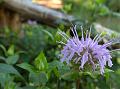 FLWRS 004